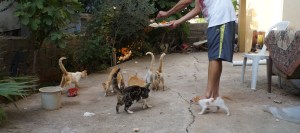 The Turk with his "Kedi Mix"