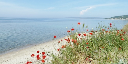 Poppies-Original-Landing-Point-Gallipoli