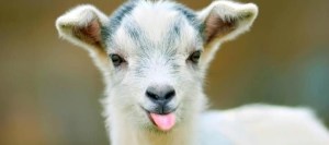 baby goat