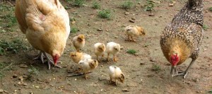 hen and chicks